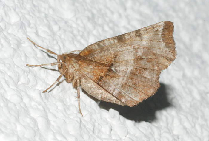 Geometridae M. Faverghera 2